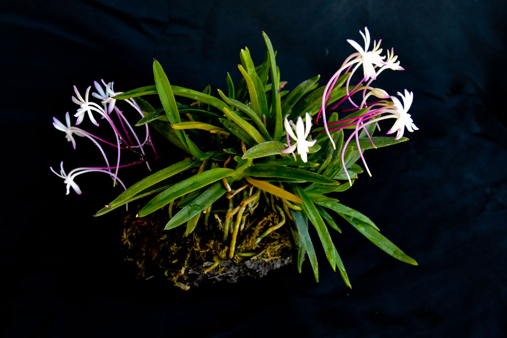neofinetia-falcata-shutenno1